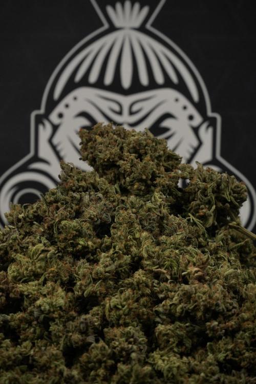 TicaL X Zamnesia-NectarDrip pack#268/750. Week 16 - final result 