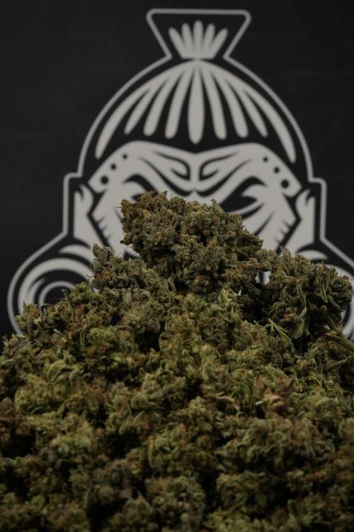TicaL X Zamnesia-NectarDrip pack#268/750. Week 16 - final result 