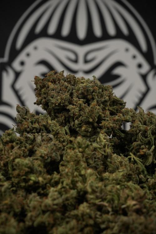 TicaL X Zamnesia-NectarDrip pack#268/750. Week 16 - final result 