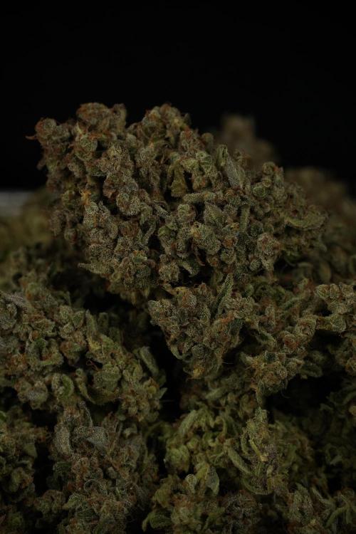 TicaL X Zamnesia-NectarDrip pack#268/750. Week 16 - final result 