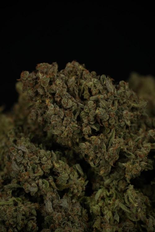 TicaL X Zamnesia-NectarDrip pack#268/750. Week 16 - final result 