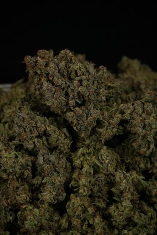 TicaL X Zamnesia-NectarDrip pack#268/750. Week 16 - final result 
