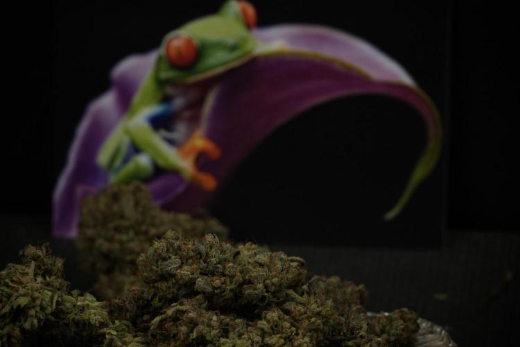TicaL X Zamnesia-NectarDrip pack#268/750. Week 16 - final result  saved in glass jars 