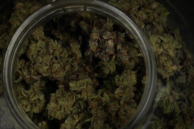 TicaL X Zamnesia-NectarDrip pack#268/750. Week 16 - final result  saved in glass jars 