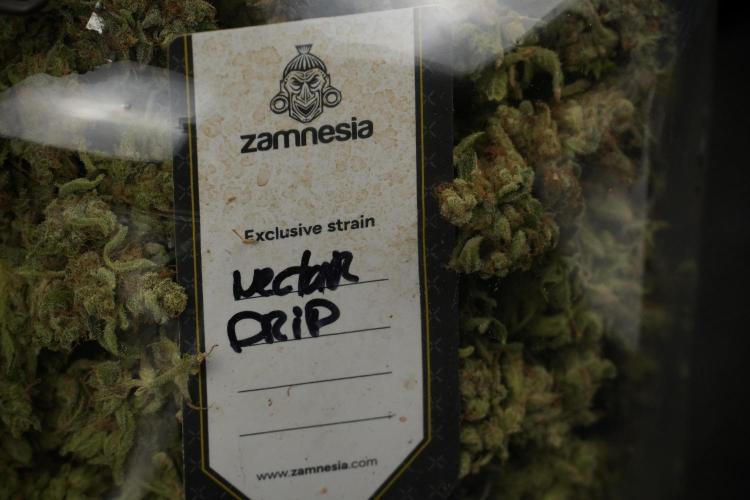 TicaL X Zamnesia-NectarDrip pack#268/750. Week 16 - final result  saved in glass jars 