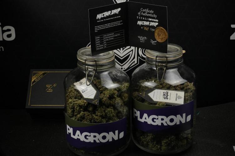 TicaL X Zamnesia-NectarDrip pack#268/750. Week 16 - final result  saved in glass jars 