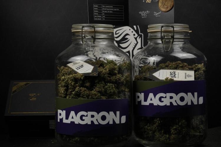 TicaL X Zamnesia-NectarDrip pack#268/750. Week 16 - final result  saved in glass jars 