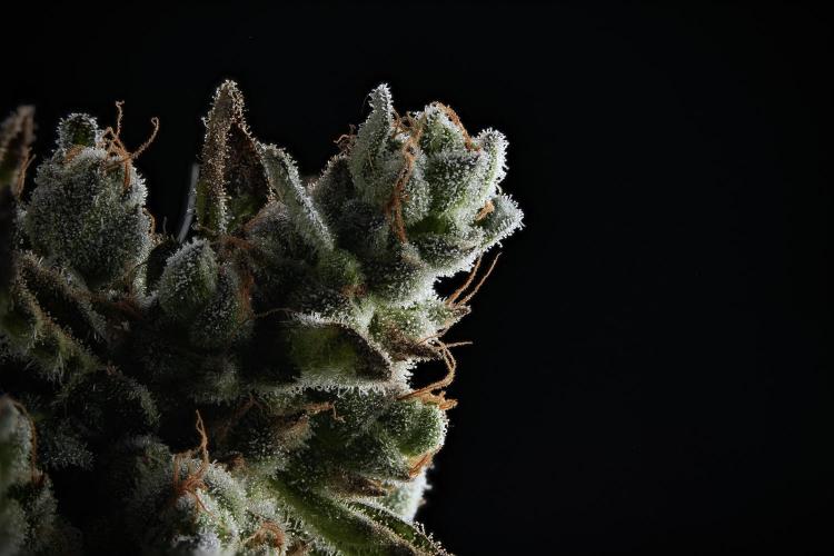 TicaL X Zamnesia-NectarDrip pack#268/750. Week 17 - 103 photos merged and stacked together 