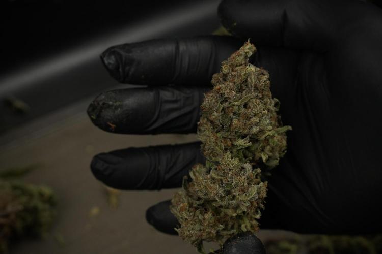 TicaL X Zamnesia-NectarDrip pack#268/750. Week 17 - amazing fruits