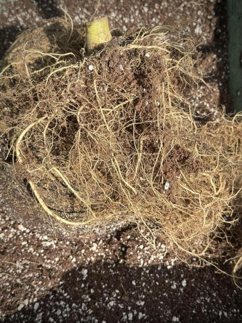 TicaL X Zamnesia-NectarDrip pack#268/750. Week 17 - The roots 