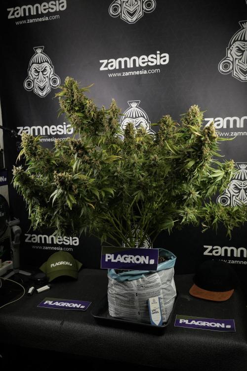 GMO Cookies Served with extra curiosity. Week 14 - GMO Cookies Harvest day 