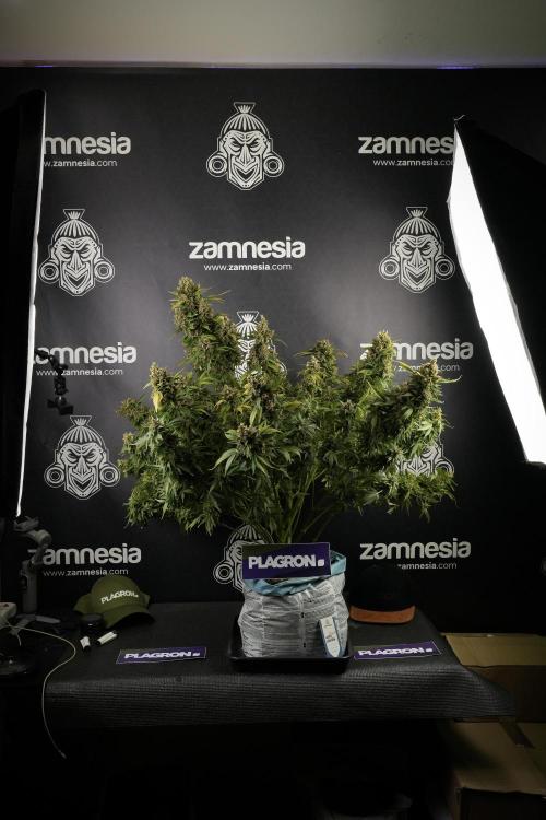 GMO Cookies Served with extra curiosity. Week 14 - GMO Cookies Harvest day 