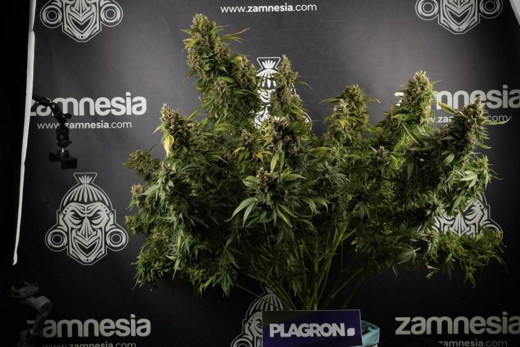 GMO Cookies Served with extra curiosity. Week 14 - GMO Cookies Harvest day 