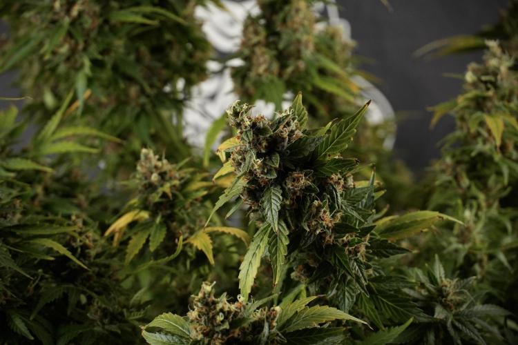 GMO Cookies Served with extra curiosity. Week 14 - GMO Cookies Harvest day 