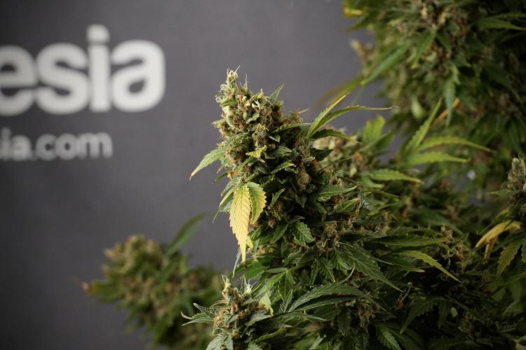 GMO Cookies Served with extra curiosity. Week 14 - GMO Cookies Harvest day 