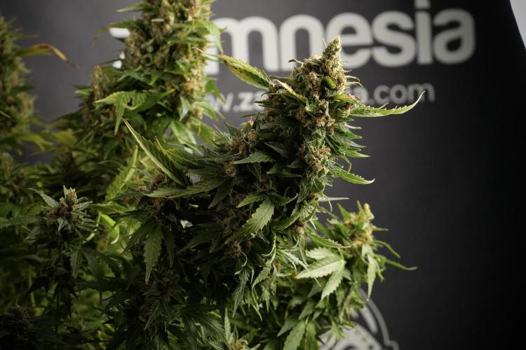 GMO Cookies Served with extra curiosity. Week 14 - GMO Cookies Harvest day 
