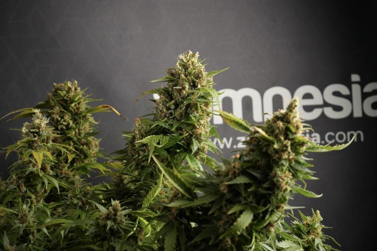 GMO Cookies Served with extra curiosity. Week 14 - GMO Cookies Harvest day 