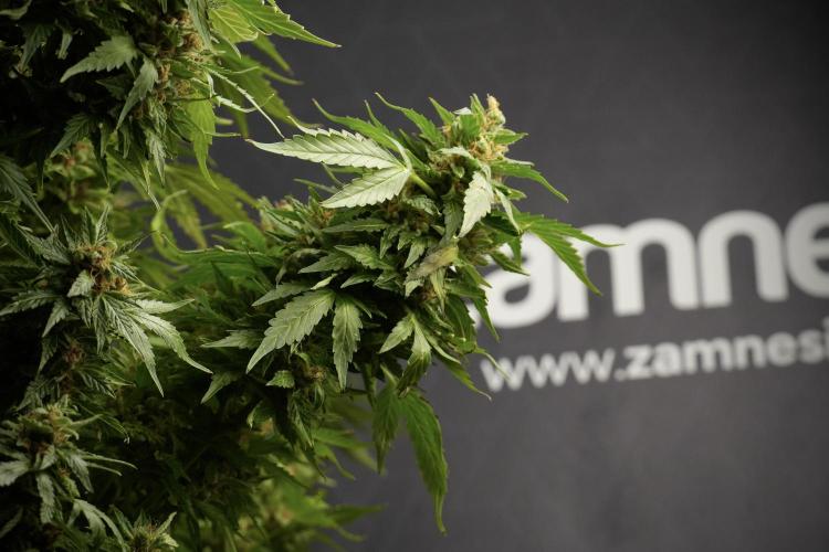 GMO Cookies Served with extra curiosity. Week 14 - GMO Cookies Harvest day 