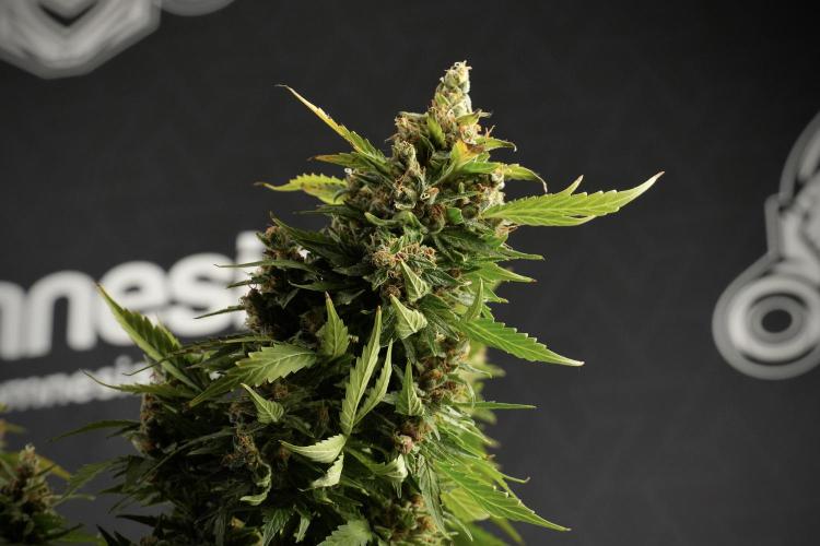 GMO Cookies Served with extra curiosity. Week 14 - GMO Cookies Harvest day 
