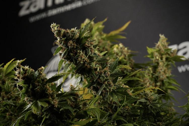 GMO Cookies Served with extra curiosity. Week 14 - GMO Cookies Harvest day 