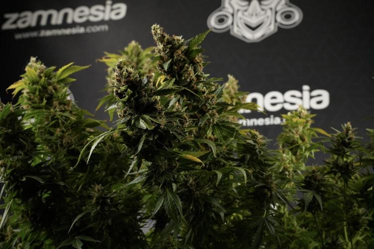 GMO Cookies Served with extra curiosity. Week 14 - GMO Cookies Harvest day 