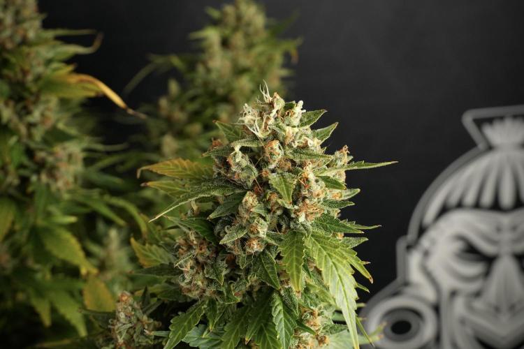 GMO Cookies Served with extra curiosity. Week 14 - GMO Cookies Harvest day 