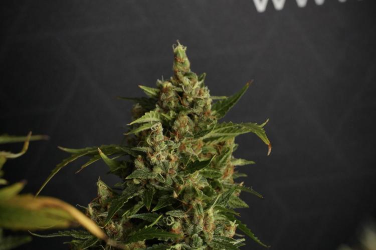 GMO Cookies Served with extra curiosity. Week 14 - GMO Cookies Harvest day 