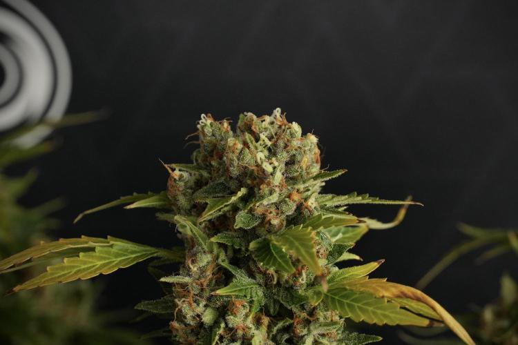 GMO Cookies Served with extra curiosity. Week 14 - GMO Cookies Harvest day 