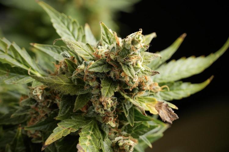 GMO Cookies Served with extra curiosity. Week 14 - GMO Cookies Harvest day 