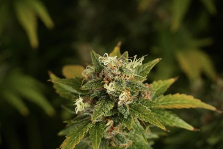 GMO Cookies Served with extra curiosity. Week 14 - GMO Cookies Harvest day 