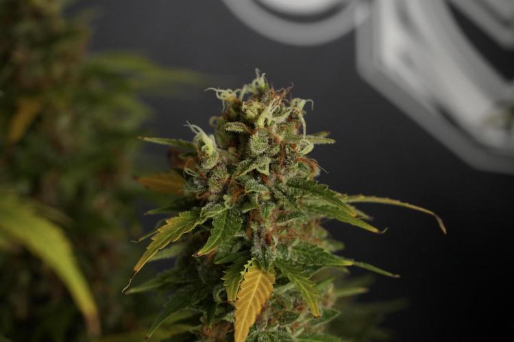 GMO Cookies Served with extra curiosity. Week 14 - GMO Cookies Harvest day 