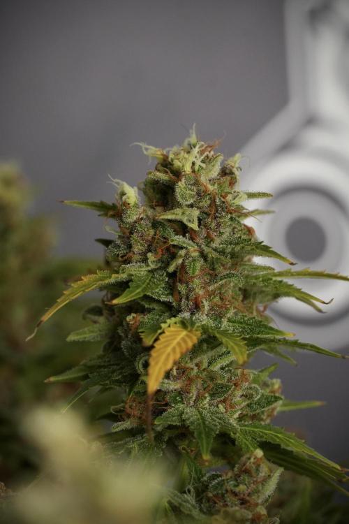 GMO Cookies Served with extra curiosity. Week 14 - GMO Cookies Harvest day 