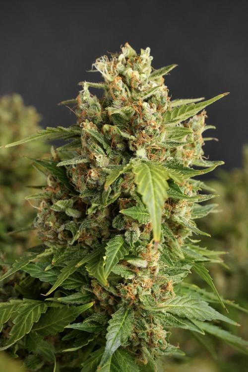 GMO Cookies Served with extra curiosity. Week 14 - GMO Cookies Harvest day 