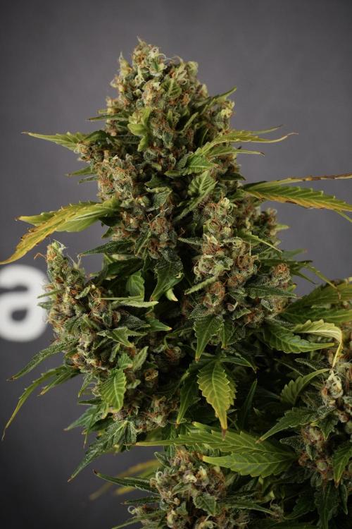 GMO Cookies Served with extra curiosity. Week 14 - GMO Cookies Harvest day 