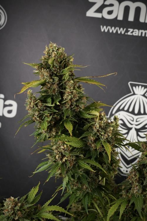 GMO Cookies Served with extra curiosity. Week 14 - GMO Cookies Harvest day 