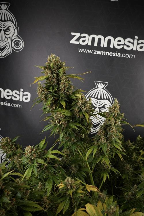 GMO Cookies Served with extra curiosity. Week 14 - GMO Cookies Harvest day 