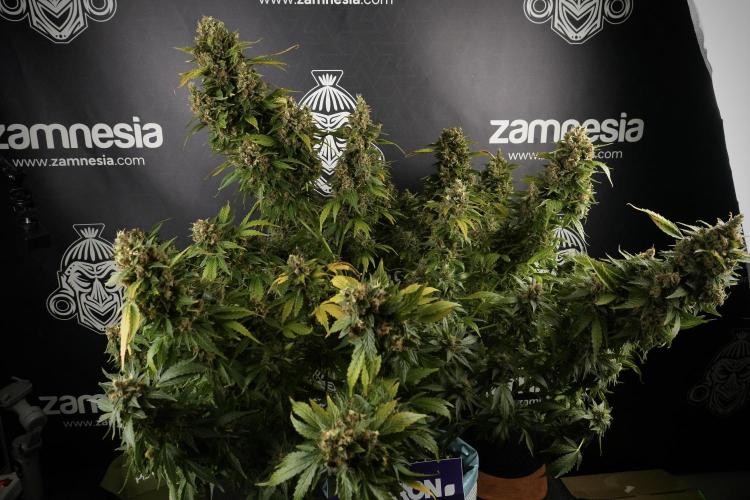 GMO Cookies Served with extra curiosity. Week 14 - GMO Cookies Harvest day 