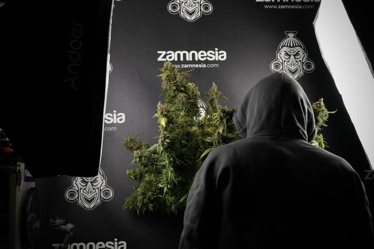 GMO Cookies Served with extra curiosity. Week 14 - GMO Cookies Harvest day and me 