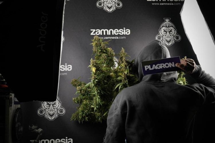GMO Cookies Served with extra curiosity. Week 14 - GMO Cookies Harvest day and me 