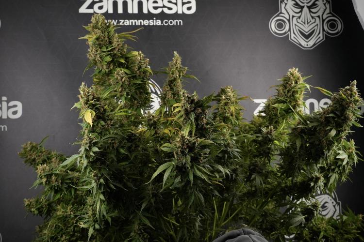 GMO Cookies Served with extra curiosity. Week 14 - GMO Cookies Harvest day and me 