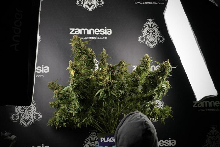 GMO Cookies Served with extra curiosity. Week 14 - GMO Cookies Harvest day and me 