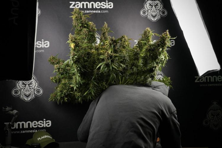 GMO Cookies Served with extra curiosity. Week 14 - GMO Cookies Harvest day and me 
