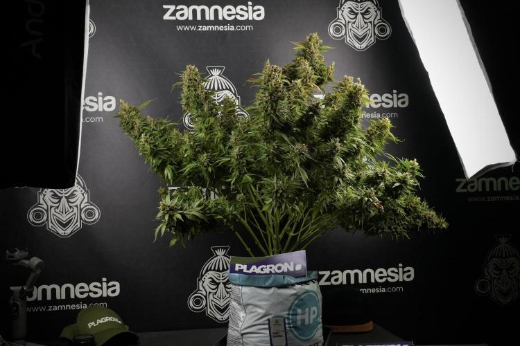GMO Cookies Served with extra curiosity. Week 14 - GMO Cookies Harvest day 