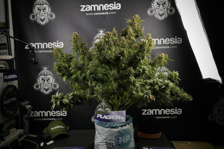 GMO Cookies Served with extra curiosity. Week 14 - GMO Cookies Harvest day 