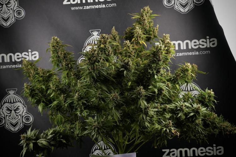 GMO Cookies Served with extra curiosity. Week 14 - GMO Cookies Harvest day 