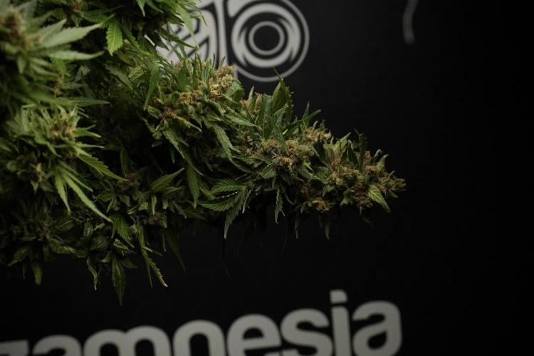 GMO Cookies Served with extra curiosity. Week 14 - GMO Cookies Harvest day 