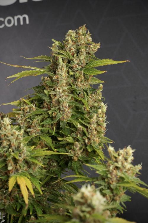 GMO Cookies Served with extra curiosity. Week 14 - dense colas 