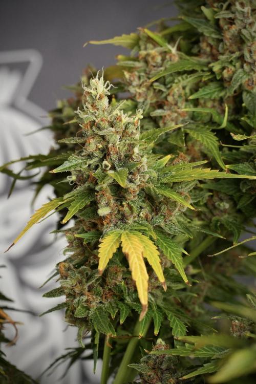 GMO Cookies Served with extra curiosity. Week 14 - dense colas 