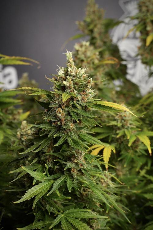 GMO Cookies Served with extra curiosity. Week 14 - dense colas 