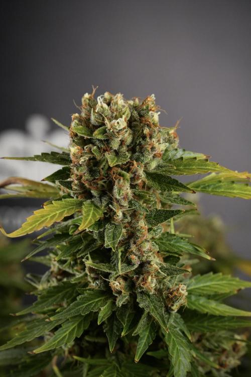 GMO Cookies Served with extra curiosity. Week 14 - dense colas 